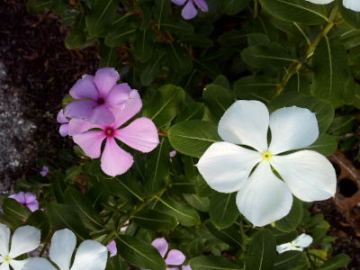 [On the right is one large white five-petal bloom with a yellow ring at its center. The petals have small spaces between them at their center edges and the green from below is visible and resembles a five-pointed star. On the left of the image are two pink blooms overlapping each other. These blooms are only about two-thirds the size of the white bloom and have dark pink centers.]